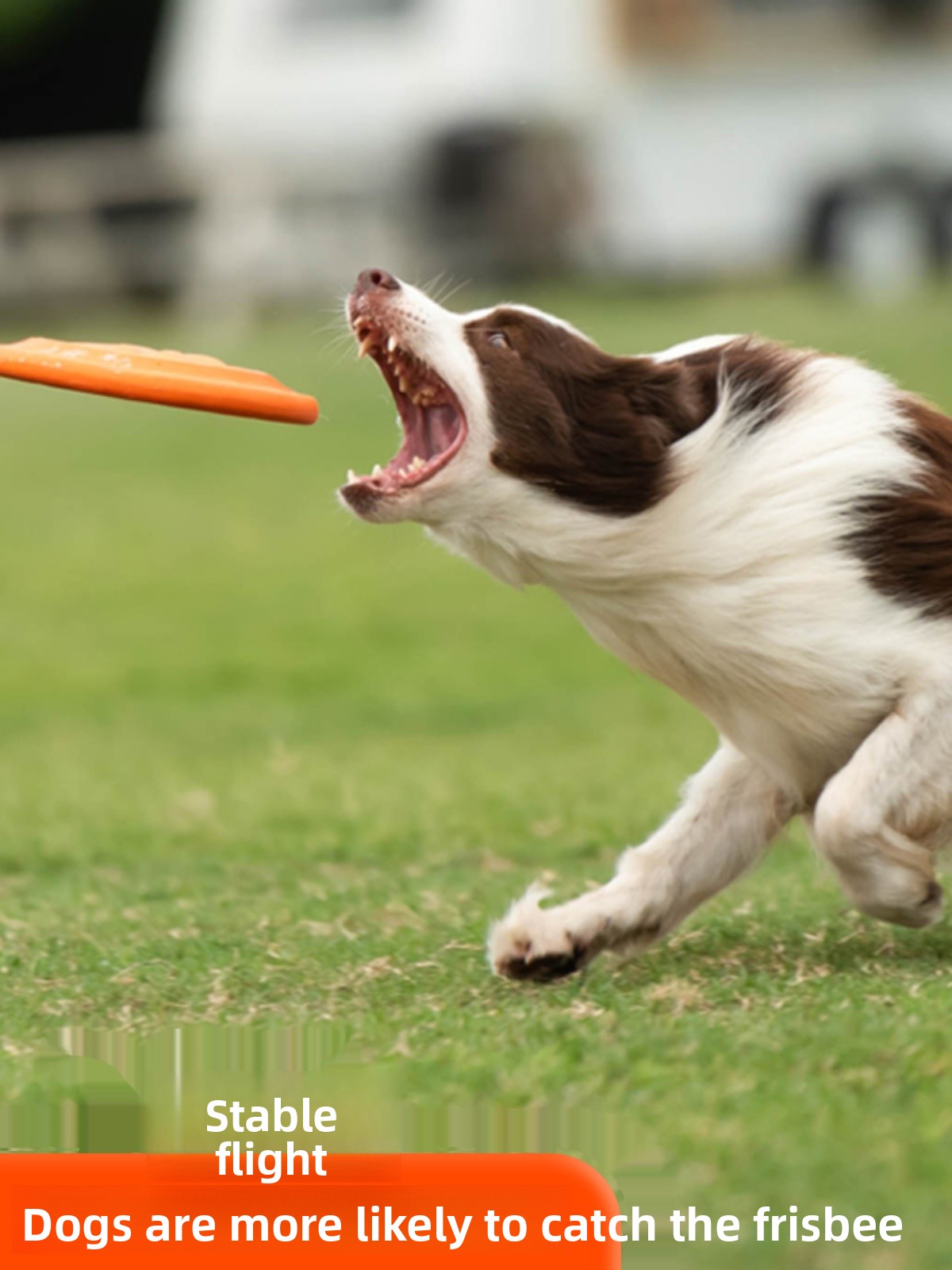 Dog Flying Disc Soft Durable B - Flying Disc Dog Training Toy review and price