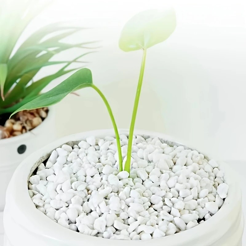 1L high-quality perlite succul - Pet Beds review and price