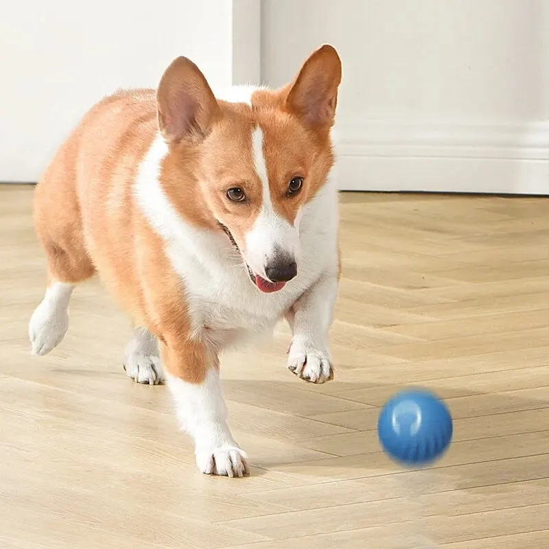 USB Charging Automatic Bouncin - Automatic Moving Dog Ball review and price
