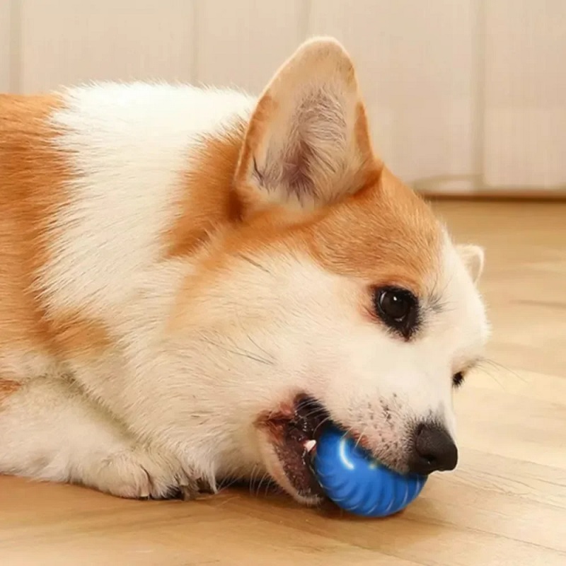 Dog Toy Ball Automatic Moving  - Suction Cup Dog Tug Toy review and price