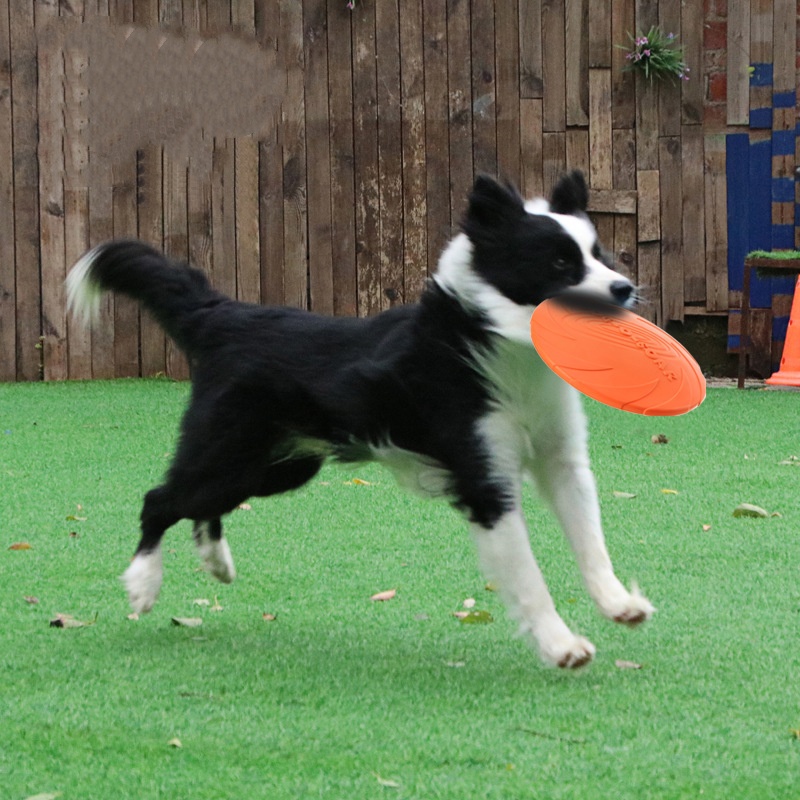 Interactive Silicone Flying Sa - Flying Disc Dog Training Toy review and price
