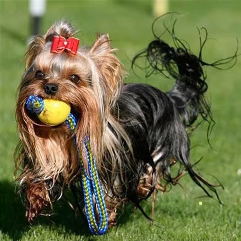 1pc Teeth Indestructible Bite  - Indestructible Dog Chew Toy review and price