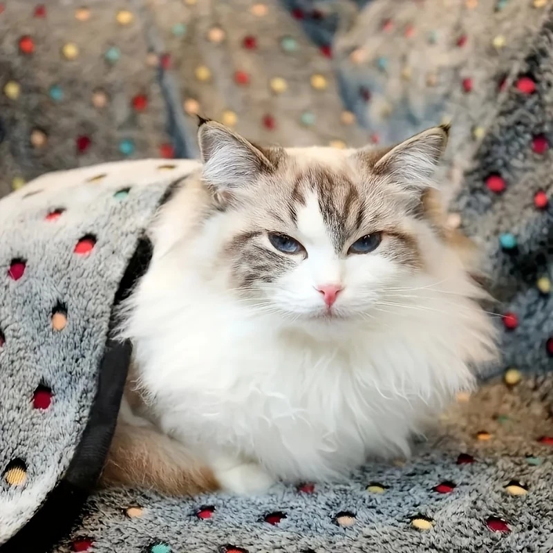 3PCS Soft Fluffy Pet Blanket C - Pet Beds review and price